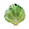 lechuga